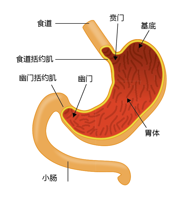22 人类胃的解剖图