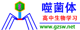 噬菌体高中生物